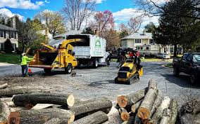 Best Root Management and Removal  in Fairfax, OK