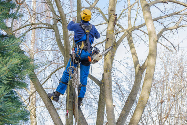 Trusted Fairfax, OK Tree Care Experts