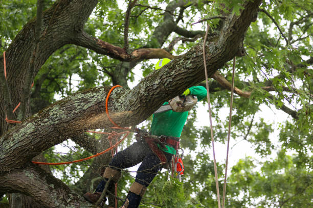 Best Tree Mulching  in Fairfax, OK