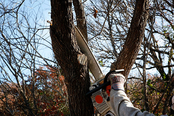 Best Seasonal Cleanup (Spring/Fall)  in Fairfax, OK